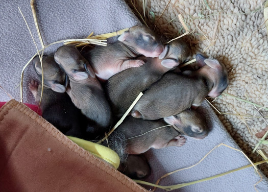 Baby bunnies