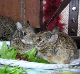 Kissing bunnies.