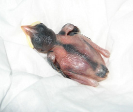 Nestling bird