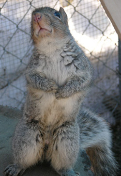 Squirrel being fed