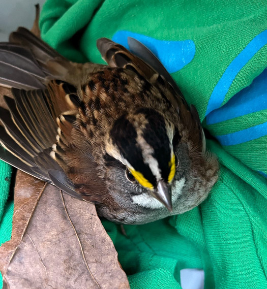 White throat sparrow